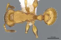 Image of Nesomyrmex argentinus