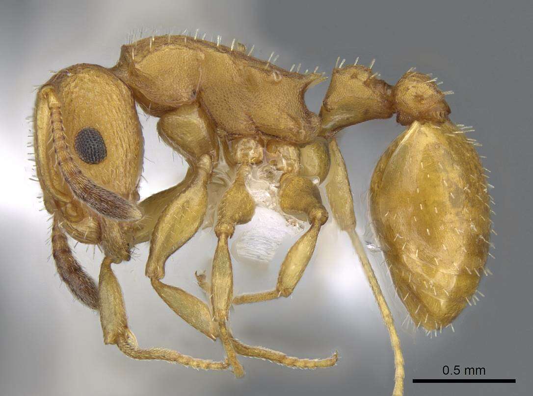 Image of Nesomyrmex argentinus