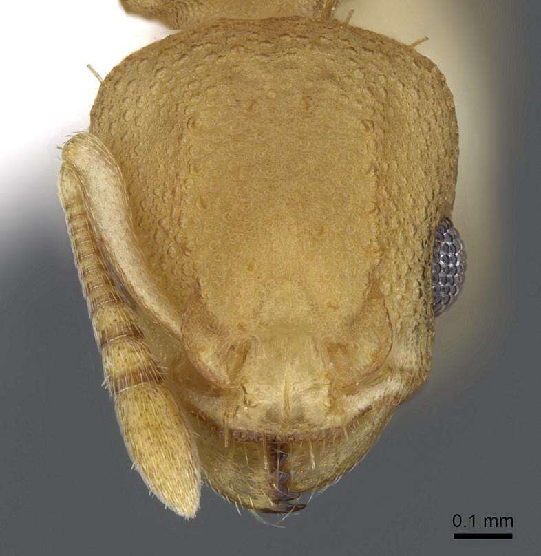 Imagem de Nesomyrmex brasiliensis