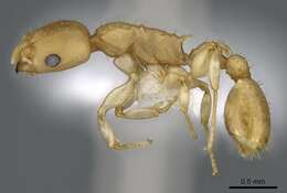 Image of Nesomyrmex brasiliensis