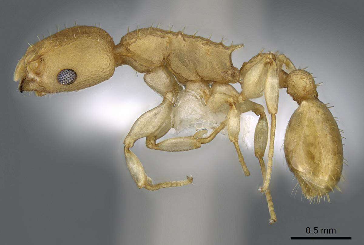 Imagem de Nesomyrmex brasiliensis