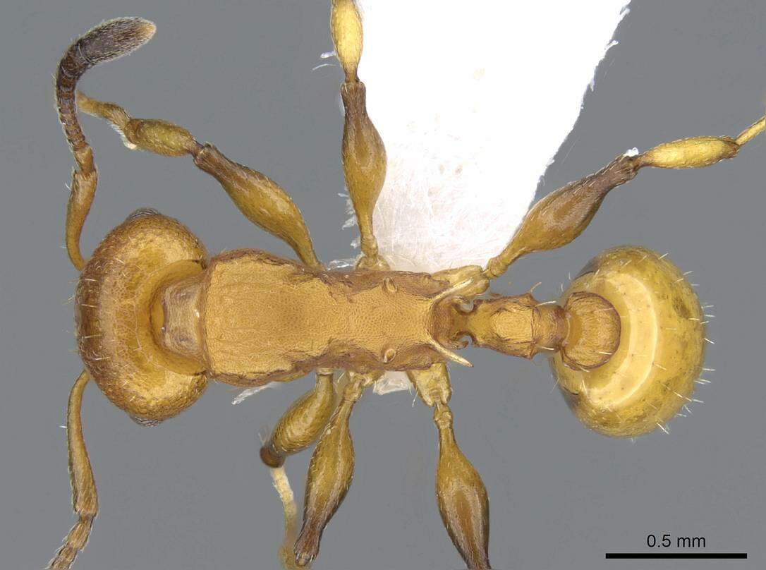 Image of Nesomyrmex brimodus