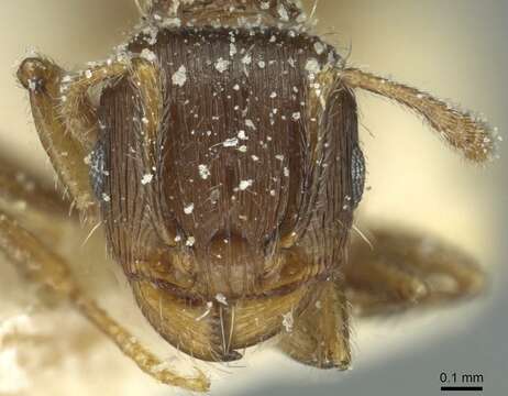 Image de Tetramorium biskrense Forel 1904