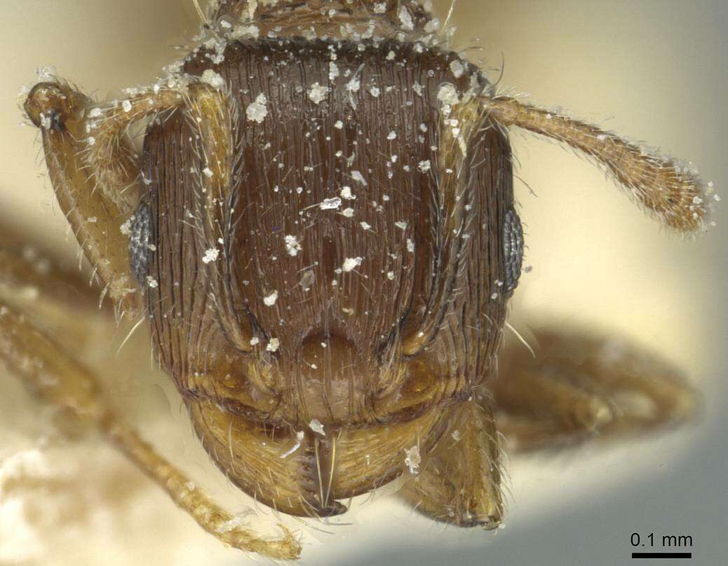 Image de Tetramorium biskrense Forel 1904