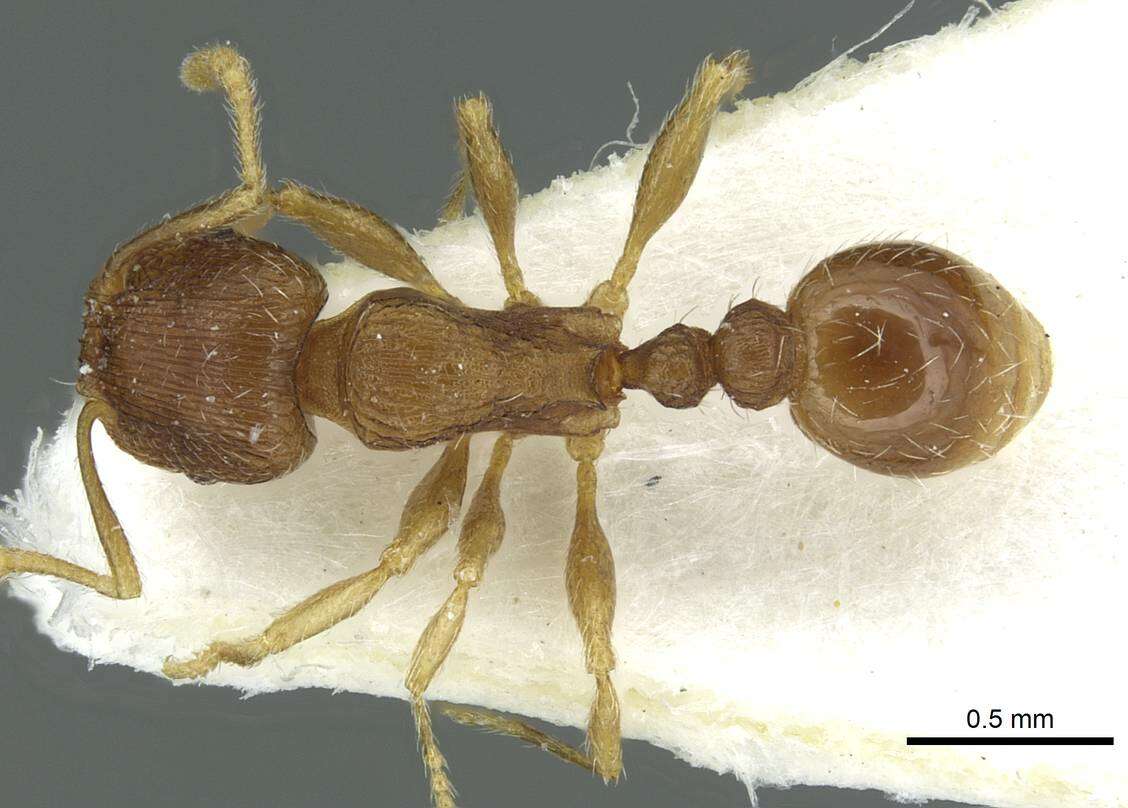 Image of Tetramorium impurum (Foerster 1850)