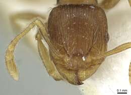 Image of Tetramorium impurum (Foerster 1850)