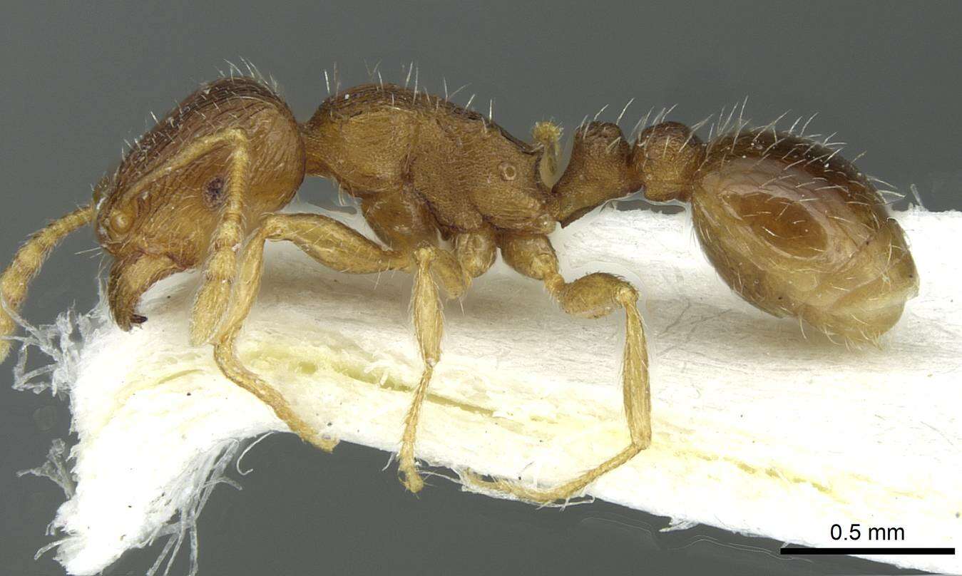 Image of Tetramorium impurum (Foerster 1850)