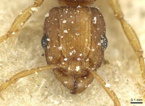 Image of Tetramorium intextum Santschi 1914