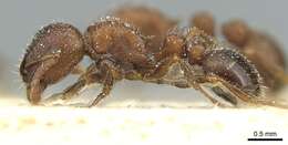 Image of Tetramorium dichroum Santschi 1932