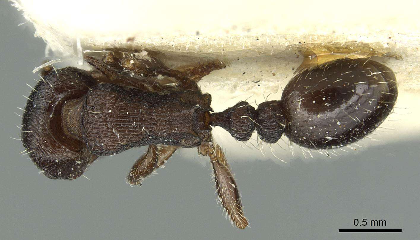 Image of Tetramorium forte Forel 1904