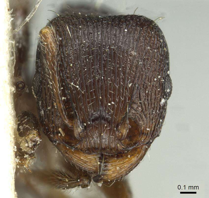 Image of Tetramorium forte Forel 1904