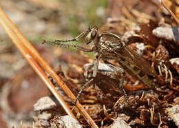 صورة Triorla interrupta (Macquart 1834)