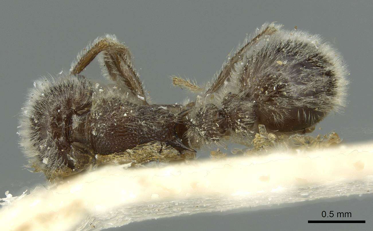 Image of Tetramorium gabonense (Andre 1892)