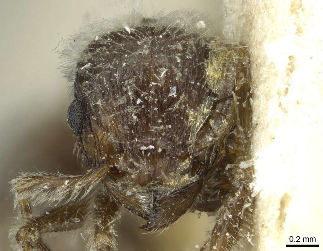 Image of Tetramorium gabonense (Andre 1892)