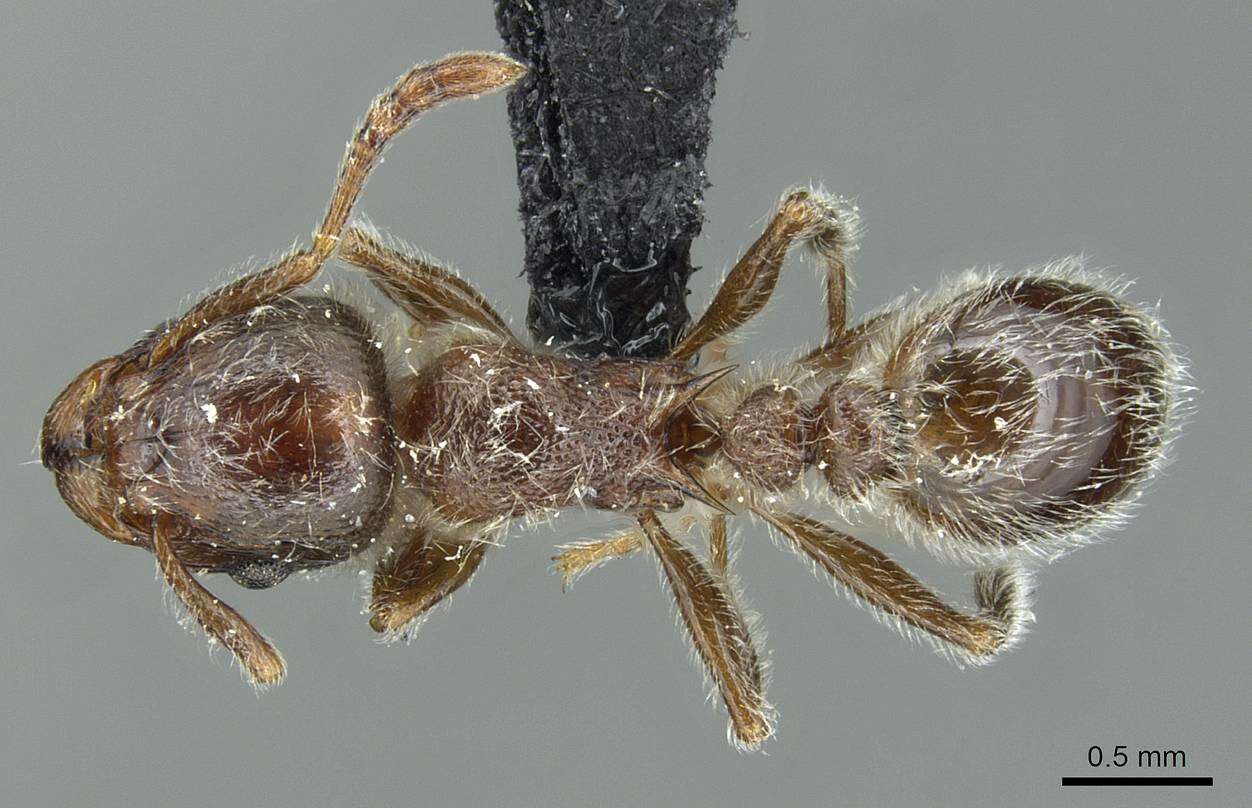 Image of Tetramorium gabonense (Andre 1892)