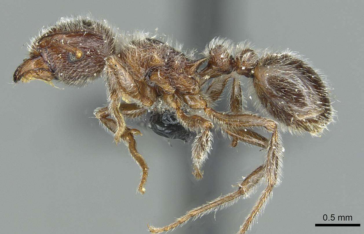 Image of Tetramorium gabonense (Andre 1892)