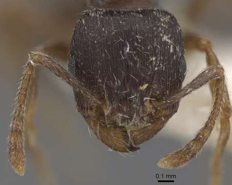 Image of Tetramorium goniommoide Poldi 1979