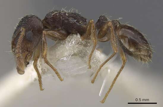 Image of Tetramorium goniommoide Poldi 1979