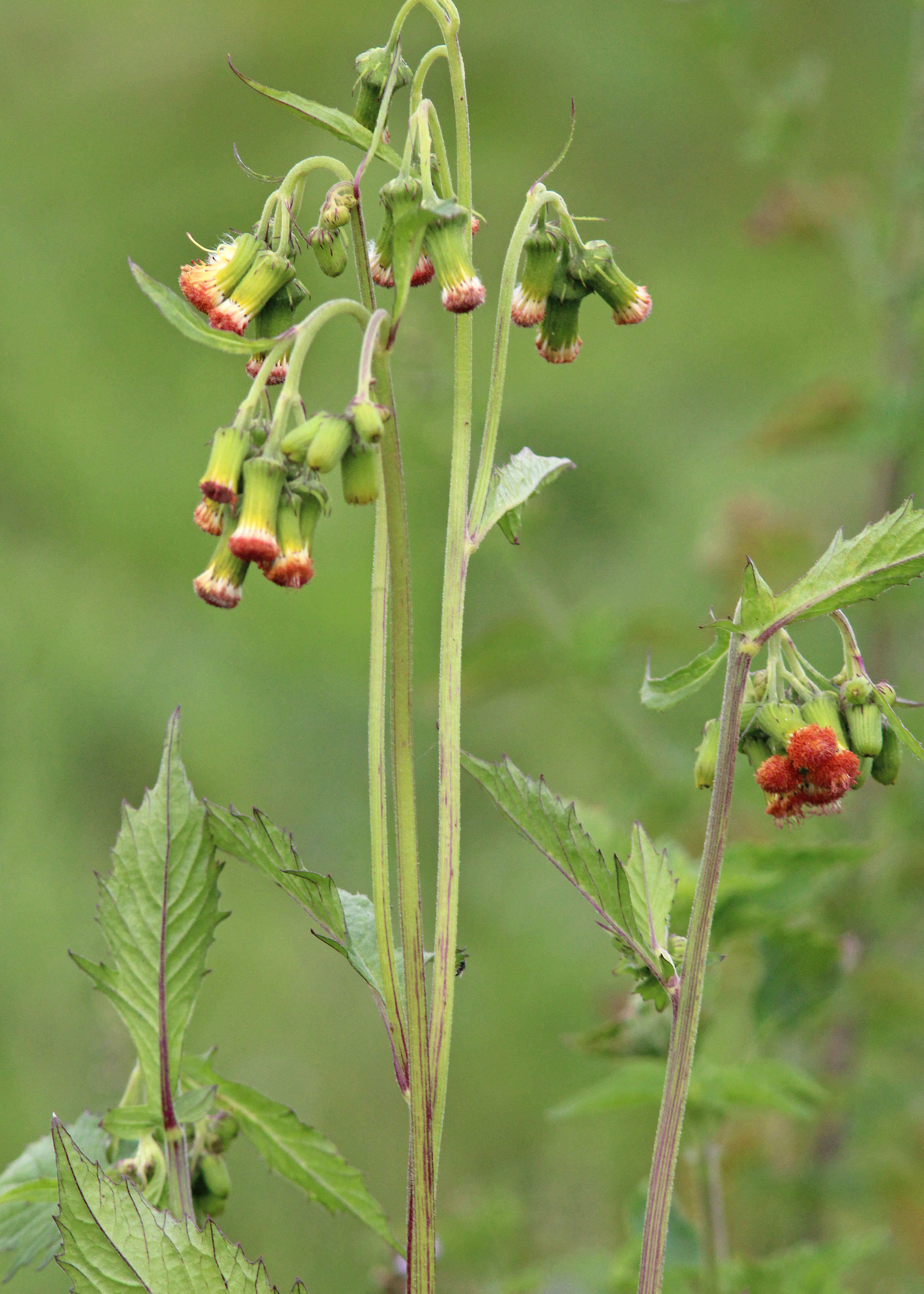 Plancia ëd Crassocephalum