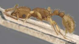 Image of Ant