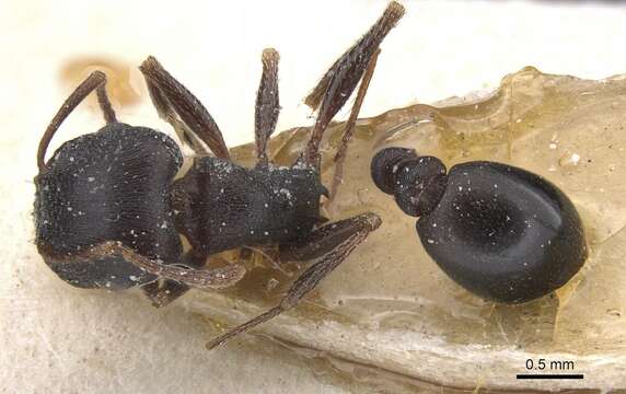 Image of Tetramorium jordani Santschi 1937