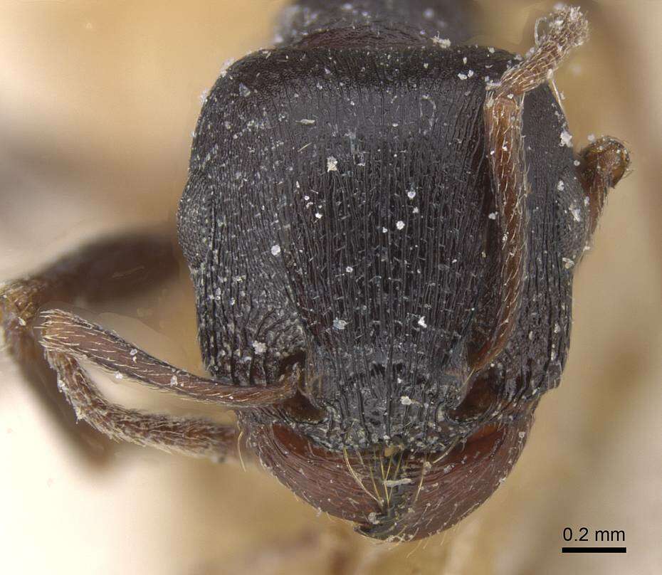 Image of Tetramorium jordani Santschi 1937