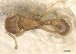 Image of Tetramorium kraepelini Forel 1905