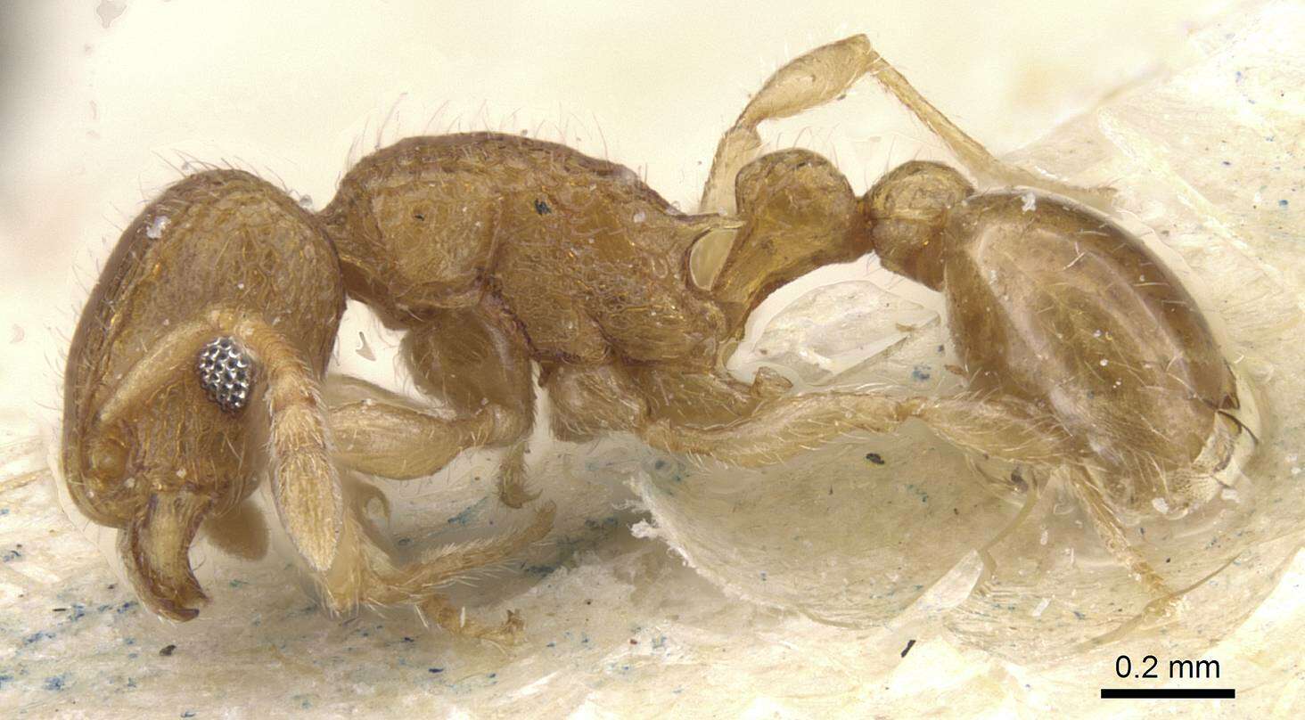 Image of Tetramorium kraepelini Forel 1905