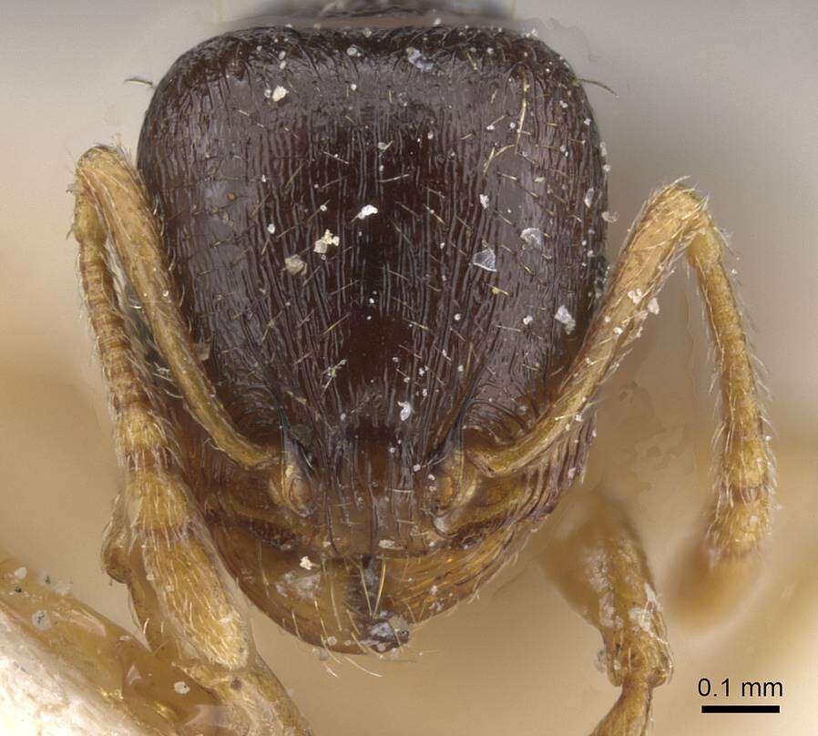 Image of Tetramorium forte Forel 1904