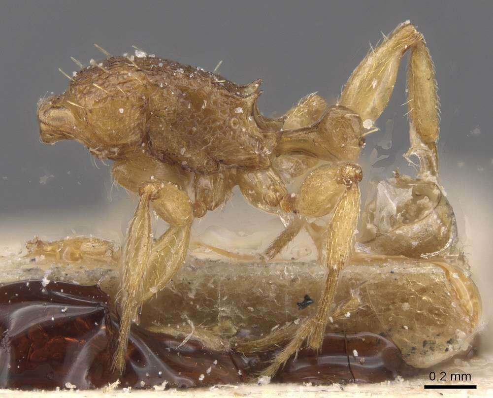 Image of Tetramorium miserabile Santschi 1918