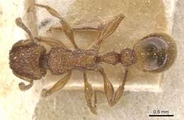 Image of Tetramorium notiale Bolton 1980