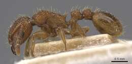 Image of Tetramorium notiale Bolton 1980