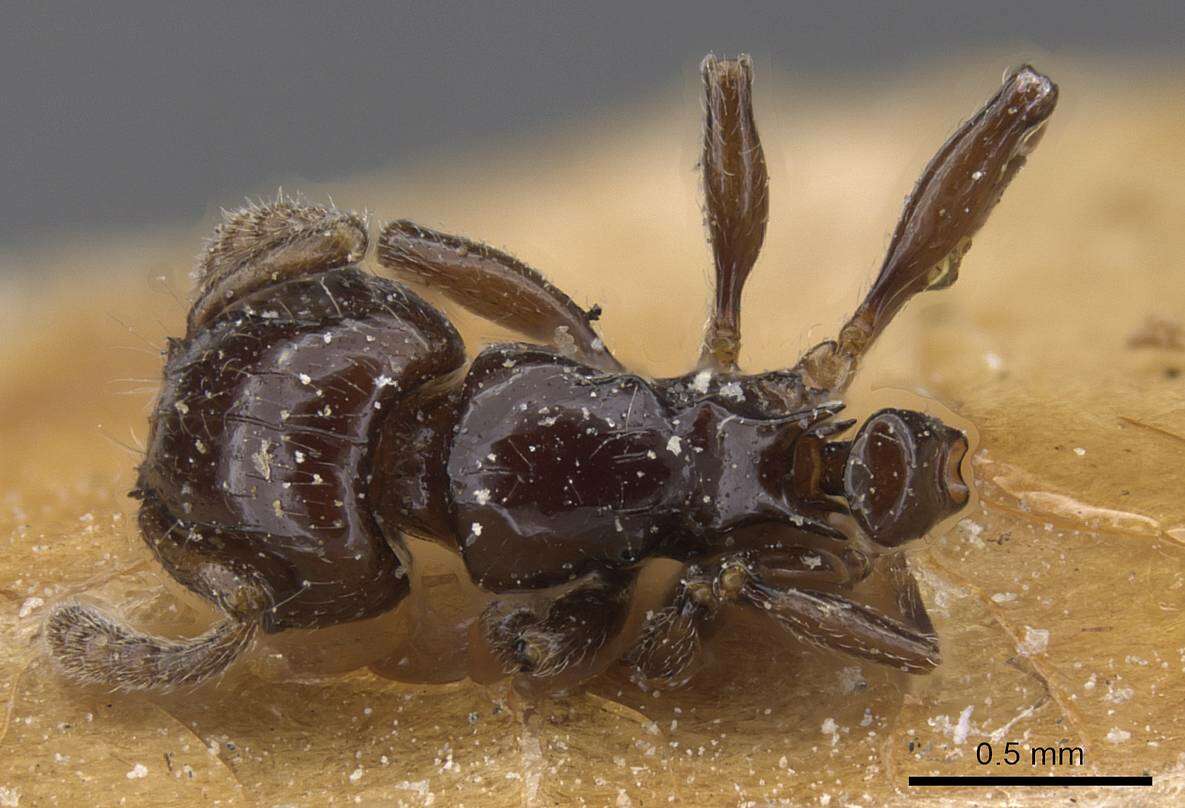 Image of Tetramorium occidentale (Santschi 1916)