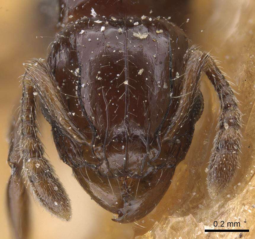 Image of Tetramorium occidentale (Santschi 1916)