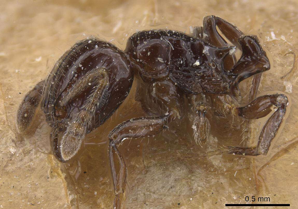 Image of Tetramorium occidentale (Santschi 1916)