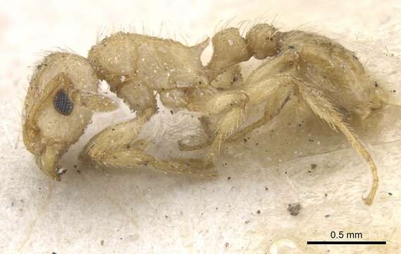 Image of Tetramorium phasias Forel 1914