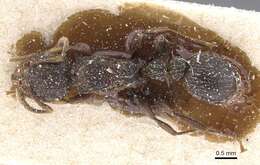 Tetramorium quadridentatum Stitz 1910的图像