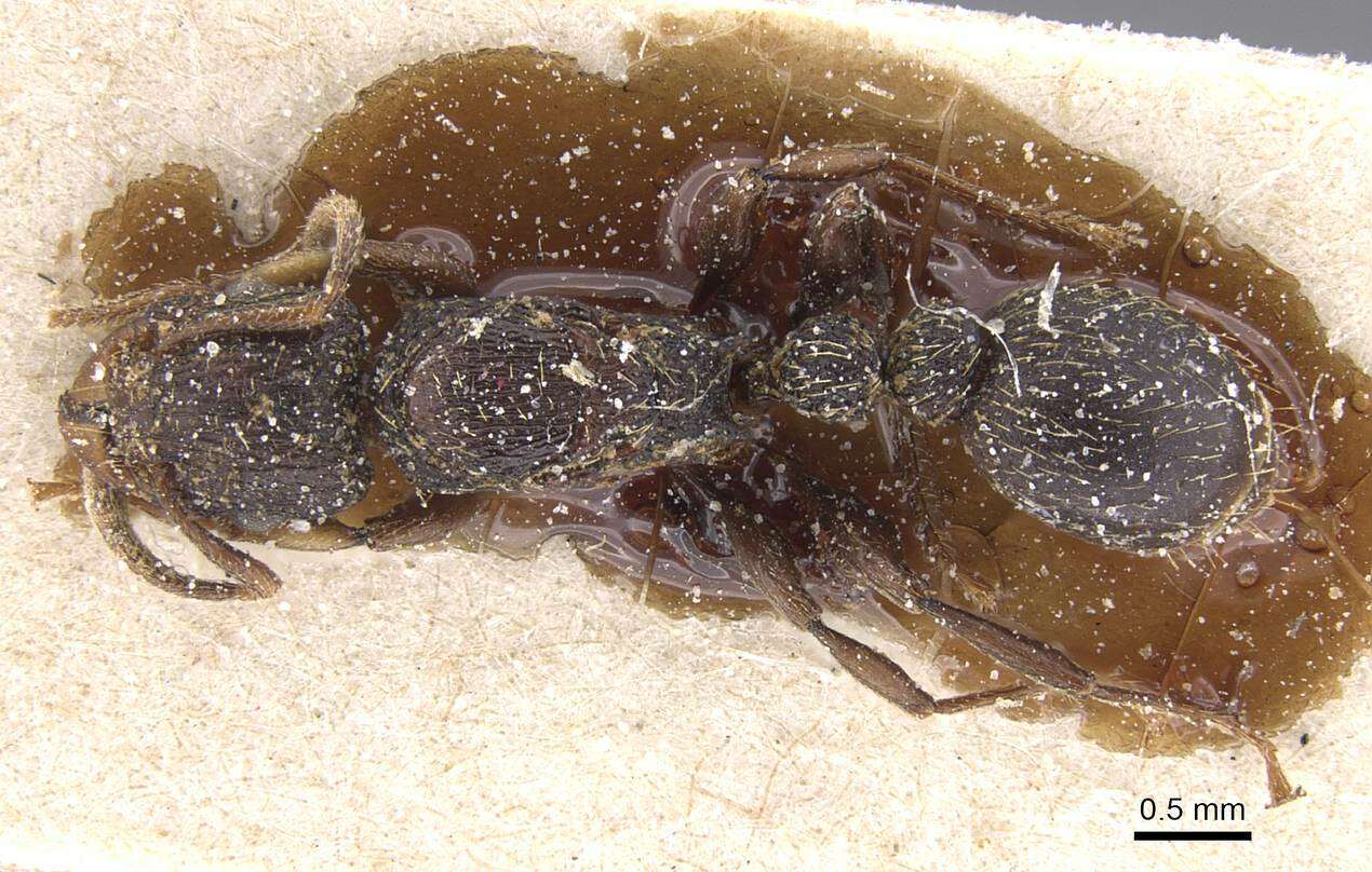 Tetramorium quadridentatum Stitz 1910的图像