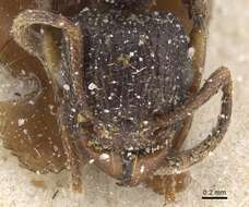 Tetramorium quadridentatum Stitz 1910的图像