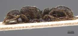 Tetramorium quadridentatum Stitz 1910的图像