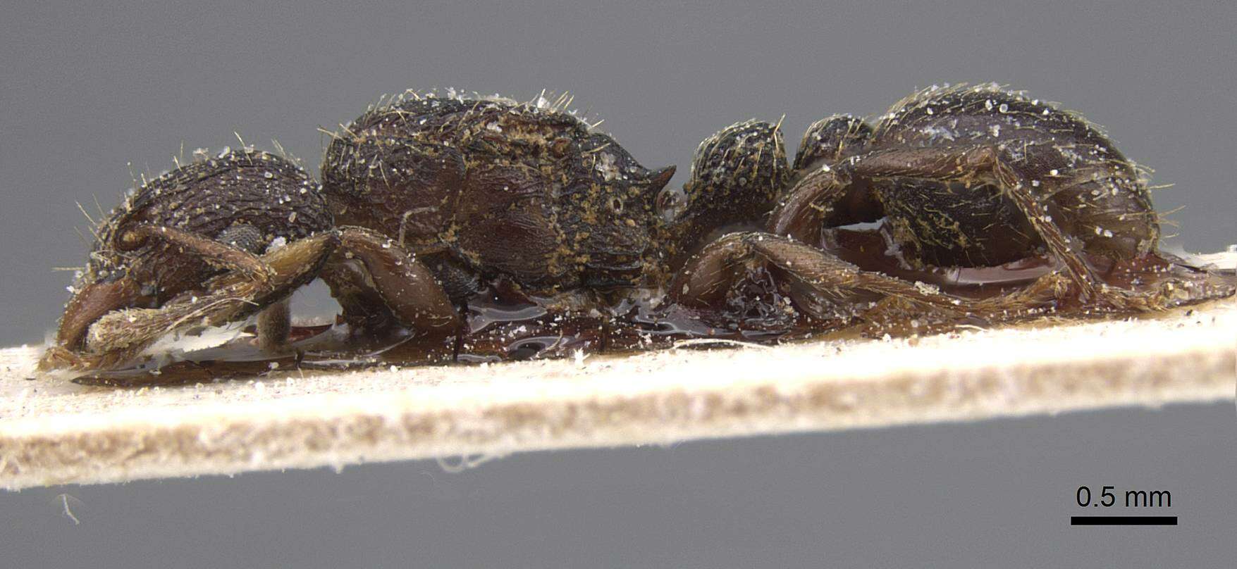 Tetramorium quadridentatum Stitz 1910的图像