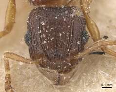 Image of Tetramorium forte Forel 1904