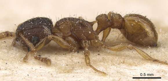 Image of Tetramorium forte Forel 1904