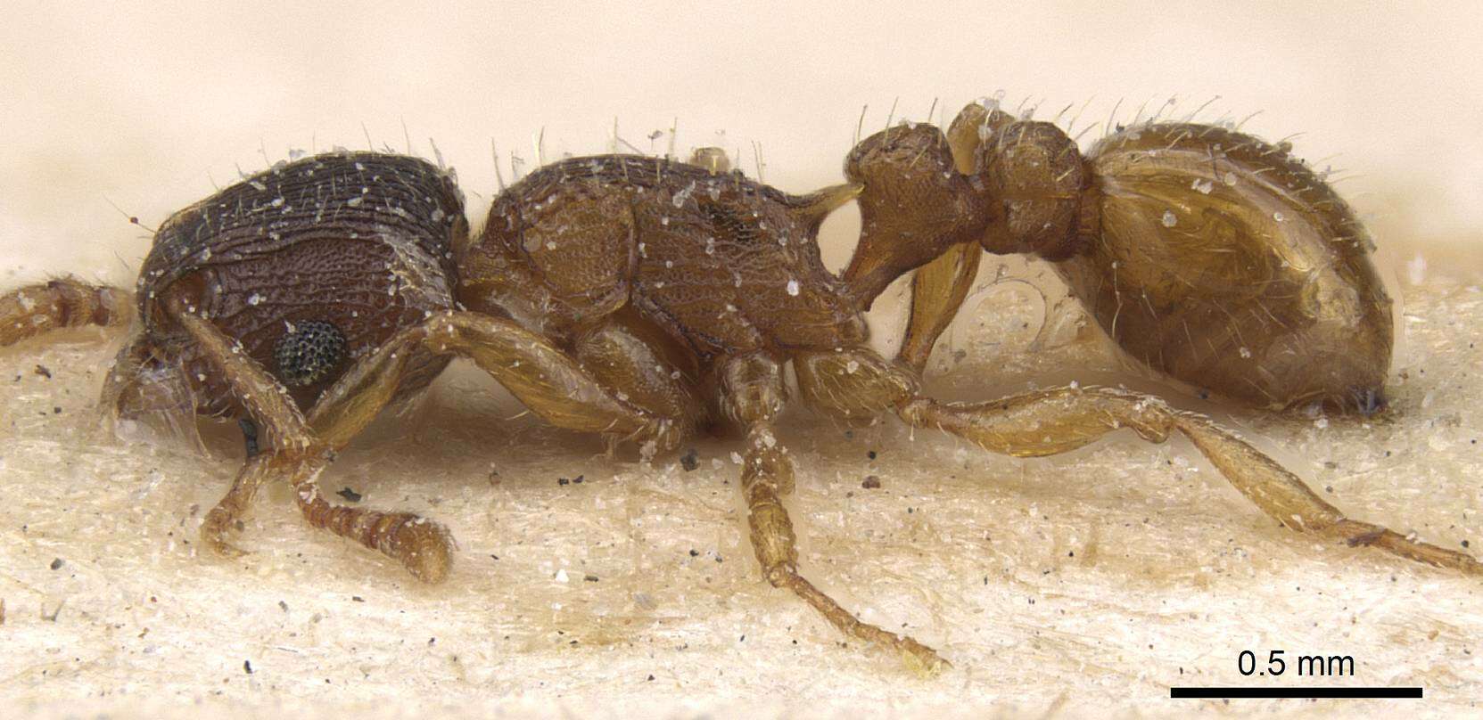 Image of Tetramorium forte Forel 1904