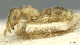 Image of Tetramorium syriacum Emery 1922