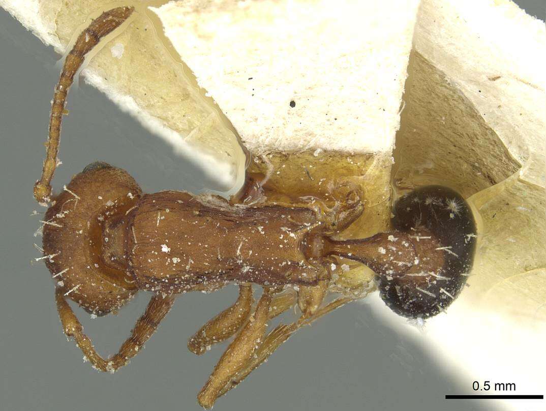 Image of Tetramorium