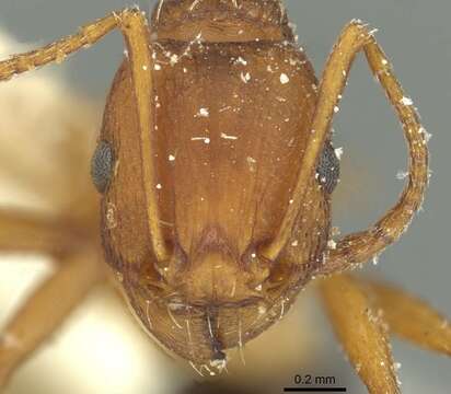 Image of Tetramorium