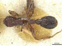 Image of Tetramorium