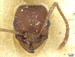 Image of Tetramorium