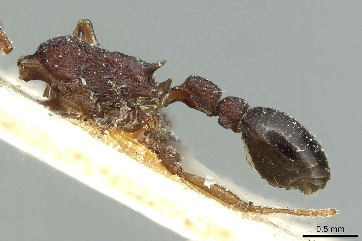 Image of Tetramorium